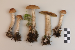 Cortinarius paragaudis