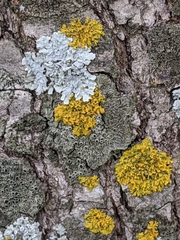 Hyperphyscia syncolla