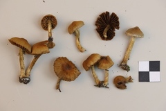 Cortinarius parvannulatus