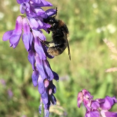 Bombus subterraneus