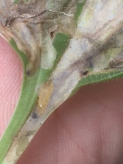 Apteropeda orbiculata