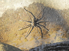 Dolomedes mizhoanus