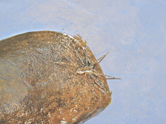 Dolomedes mizhoanus