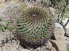 Mammillaria gigantea