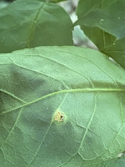 Puccinia sparganioidis