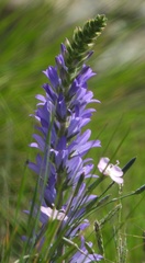 Campanula spicata