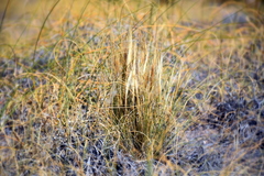 Pappostipa humilis