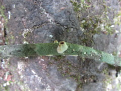 Scytinostroma incrustatum