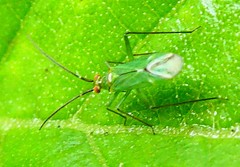 Blepharidopterus angulatus