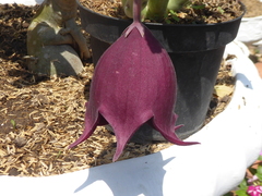 Stapelia