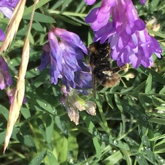 Bombus subterraneus