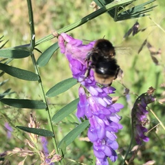 Bombus subterraneus