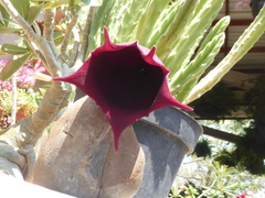 Stapelia