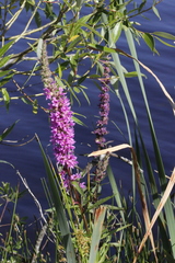 Lythrum salicaria