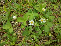 Fragaria vesca americana