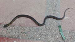 Erythrolamprus melanotus