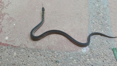 Erythrolamprus melanotus