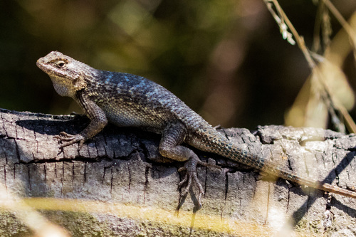 Western Fence Lizard