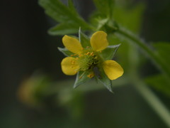 Geum × macneillii