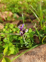 Linaria amethystea amethystea