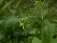 Geum × macneillii