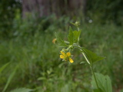 Geum × macneillii