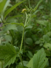 Geum × macneillii