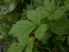 Geum × macneillii