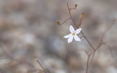 Nemacladus longiflorus