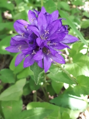 Campanula glomerata