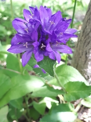 Campanula glomerata