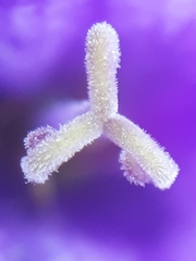 Campanula glomerata