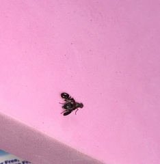 Delphinia picta