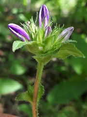 Campanula glomerata