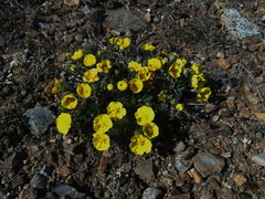 Potentilla subvahliana
