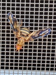 Idana marginata