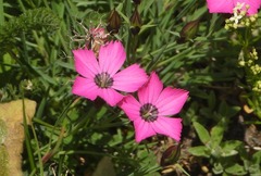 Dianthus pavonius