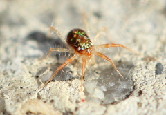 Erythracaridae