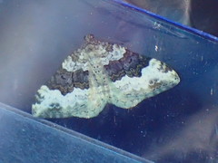 Epirrhoe galiata