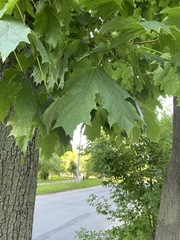 Acer platanoides