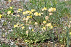 Anthyllis vulneraria polyphylla
