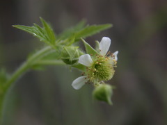 Geum × cortlandicum
