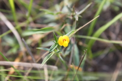 Stylosanthes fruticosa
