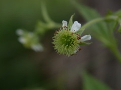 Geum × cortlandicum