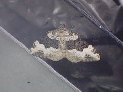 Epirrhoe galiata