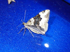 Epirrhoe galiata