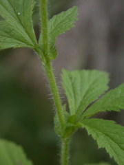 Geum × cortlandicum