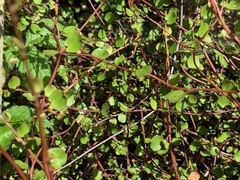 Muehlenbeckia complexa