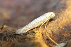 Haplochrois bipunctella