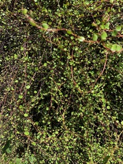 Muehlenbeckia complexa